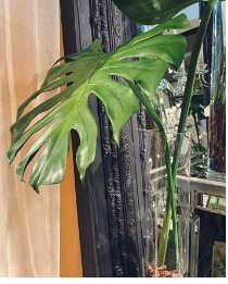 [7024613] HOJA COSTILLA DE ADAN